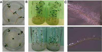 Methylobacterium sp. 2A Is a Plant Growth-Promoting Rhizobacteria That Has the Potential to Improve Potato Crop Yield Under Adverse Conditions